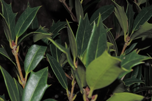 Aiuola pubblica: Osmanthus heterophyllus heterophyllus (Oleaceae)